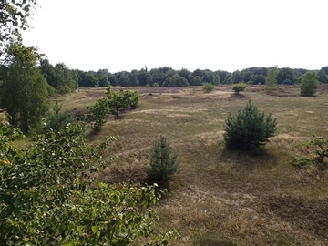 LRT 2330 - Offene Grasflächen mit Silbergras und Straußgras auf Binnendünnen