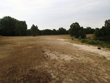 Nahe Ellisee LRT 2330 - Offene Grasflächen mit Silbergras und Straußgras auf Binnendünnen - Initial-Phase