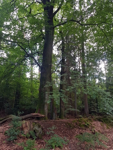 Alte Buche auf historischer Grenze mit Wallstruktur