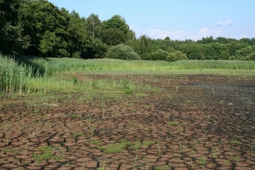 LRT 3130 - Nährstoffarme bis mäßig nährstoffreiche Stillgewässer mit Strandlings- oder Zwergbinsenvegetation