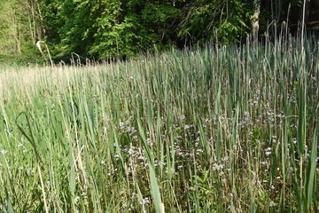 Lebensraum der Bauchigen Windelschnecke (Vertigo moulinsiana)