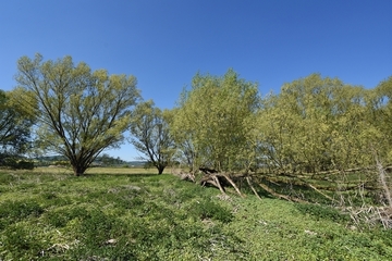 Überflutungsbereich der Weser mit Weiden-Auwald der Flussufer als LRT 91E0 - Auenwälder mit Erle, Esche, Weide