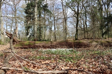 Totholz mit Buschinwndröschen (Anemone nemorosa)