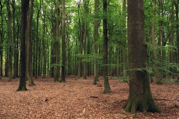 LRT 9110 - Hainsimsen-Buchenwald im Eich