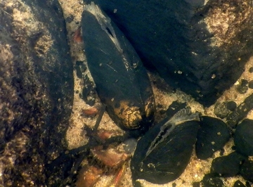 Flussperlmuschel (Margaritifers margaritifera) - streng geschützt sowie Art gemeinschaftlicher Bedeutung (Anhang II der FFH-Richtlinie)