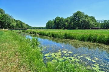 Aller bei Westerbeck - LRT 3260 - Fließgewässer mit flutender Wasservegetation