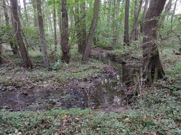 LRT 91E0 - Auenwälder mit Erle, Esche, Weide im Quellgebiet des Jakobsgraben