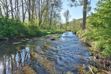 Naturnahes Gewässer mit dem Lebensraumtyp Erlen-Eschen-Auwald (LRT 91E0)