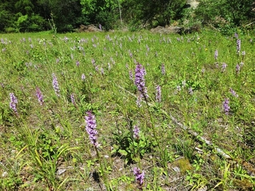 LRT 6210 - Orchideenreicher Kalktrockenrasen und Verbuschungsstadien