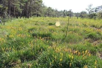 Moorlilien im LRT 4010 - Feuchte Heide mit Glockenheide