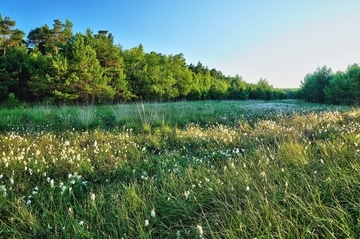 Wollgrasteppich im Großen Moor