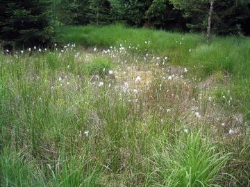 Kleinflächiges Übergangs- und Schwingrasenmoor (LRT 7140) mit Schmalblättrigem Wollgras (Eriophorum angusti