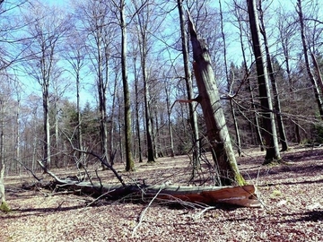 Totholz im Hainsimsen-Buchenwald (LRT 9110 )