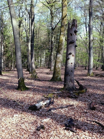 Totholz im Hainsimsen-Buchenwald (LRT 9110 )