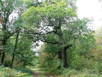 Eichen-Beimischung mit potenziellen Habitaten von Hirschkäfer und Eremit