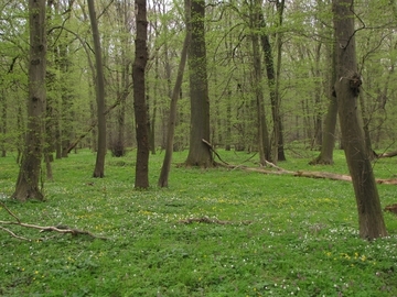 LRT 9160 - Feuchter Eichen-Hainbuchen-Mischwald