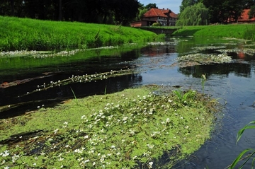 Flutender Wasserhahnenfuß (Ranunculus fluitans) in der Böhme bei Gut Böhme