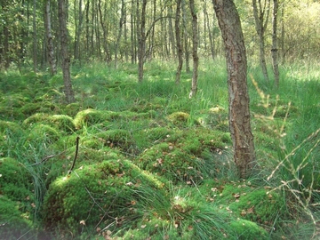 LRT 91D0 - Moorwälder