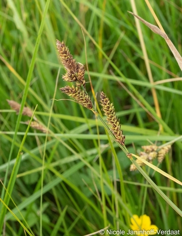 Einziges Vorkommen der Hartman-Segge (Carex hartmaniorum) in Niedersachsen