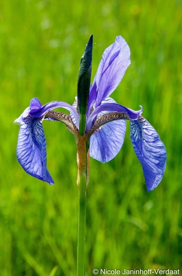 Westsibirische Schwertlilie (Iris sibirica) auf der Pfeifengraswiese