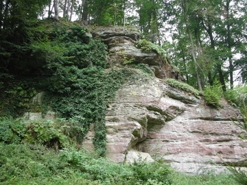 LRT 8220 - Silikatfelsen mit Felsspaltenvegetation