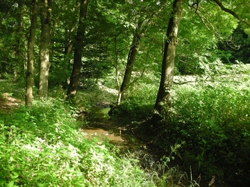 Naturnaher Bachlauf mit angrenzendem LRT 91E0 - Auenwälder mit Erle, Esche und Weide