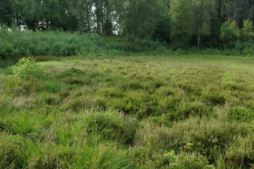 LRT 7120 - Renaturierungsfähiges degradiertes Hochmoor mit Glockenheide (Erica tetralix)