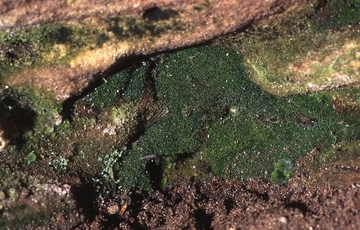 Prächtiger Dünnfarn (Trichomanes speciosum)