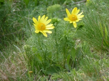 Frühlings-Adonisröschen (Adonis vernalis) am Heeseberg