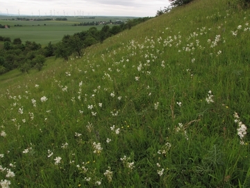 LRT LRT 6240 - Steppenrasen mit Kleinem Mädesüß (Filipendula vulgaris) am Heeseberg