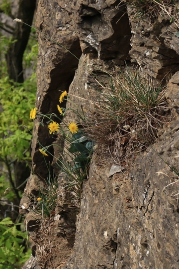 LRT 8210 - Kalkfelsen mit Felsspaltenvegetation, hier mit endemischem Vorkommen des Blassen Habichtskrauts (Hieracium schmidtii ssp. subcaesioides)