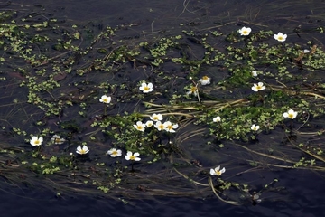 Flutender Wasserhahnenfuß (Ranunculus fluitans) in der Emmer (LRT 3260)