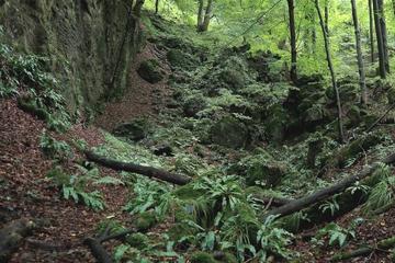 LRT 9180 - Schlucht- und Hangmischwälder mit Hirschzunge (Asplenium scolopendrium) im Bereich Teufelsküche