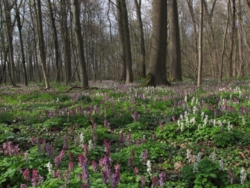 LRT 91F0 in Hasede - Hartholzauwald im Überflutungsbereich mit Lerchensporn