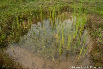 Lebensraum der Gelbbauchunke
