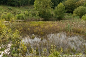 Lebensraum des Kammmolchs