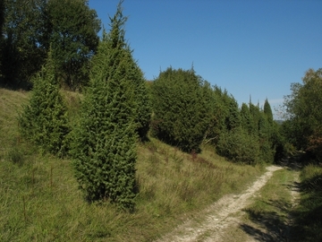 LRT 5130 - Wacholderbestände auf Zwergstrauchheiden oder Kalkrasen