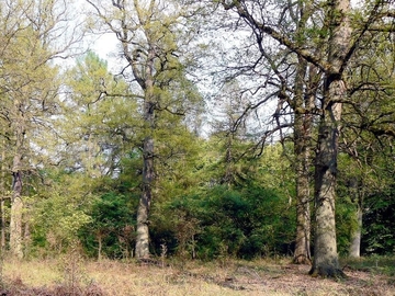 Alte Eichen in historischem Hutewald mit Habitaten von Hirschkäfer und Eremit