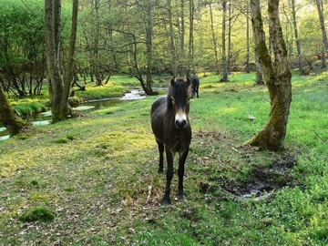 Exmoor-Pony-Beweidung im LRT 91E0 - Auenwälder mit Erle, Esche, Weide am Reiherbach (LRT 3260)