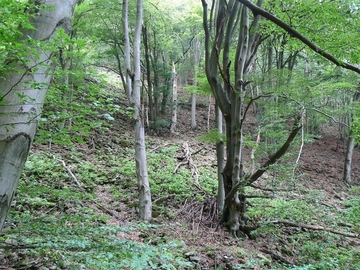 Südexponierter, steiler Weserhang mit Waldmeister-Buchenwald (LRT 9130)