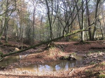 Feuchte Stellen im Gebiet - Lebensraum der Gelbbauchunke