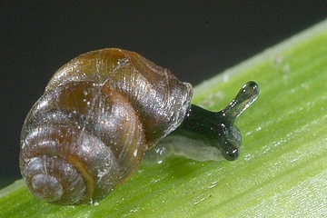 Bauchige Windelschnecke (Vertigo moulinsiana) - eine Art von gemeinschaftlicher Bedeutung (Anhang II der FFH-Richtlinie)