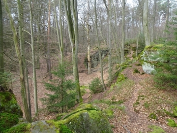 LRT 8220 - Silikatfelsen mit Felsspaltenvegetation im LRT 9110 - Haimsimsen-Buchenwald