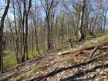 LRT 9150 - Orchideen-Kalkbuchenwälder