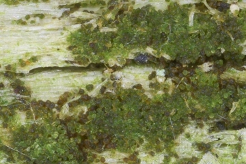 Grünes Koboldmoos (Buxbaumia viridis) - eine Art von gemeinschaftlicher Bedeutung (Anhang II der FFH-Richtlinie)