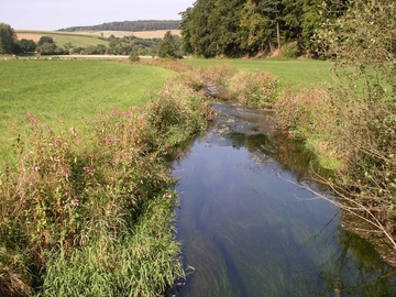 Fließgewässer mit flutender Wasservegetation (LRT 3260), Feuchter Hochstaudenflur (LRT 6430) und Intensivgrünland