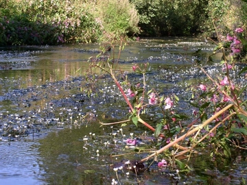 Schwülme mit Flutendem Wasserhahnenfuß (Ranunculus fluitans) - LRT 3260