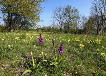 LRT 6210 - Kalktrockenrasen und ihre Verbuschungsstadien (* orchideenreiche Bestände)