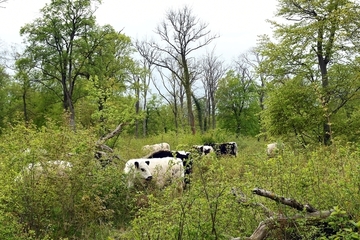 Galloway-Waldweide im Hutewald