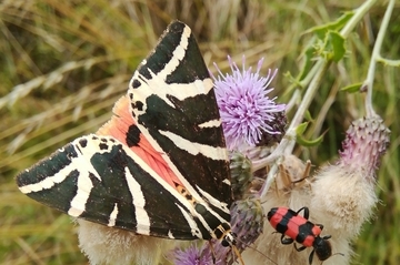 Spanische Flagge (Euplagia quadripunctaria)